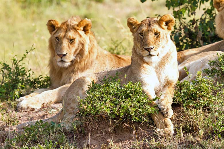 See lions in the Masai Mara