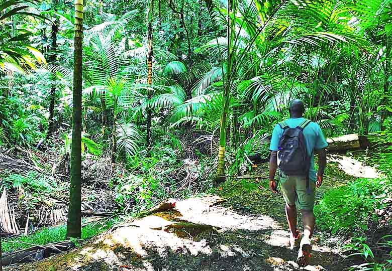 Book an expert guide to show you Main Ridge Forest Reserve, Tobago © Kirsten Henton