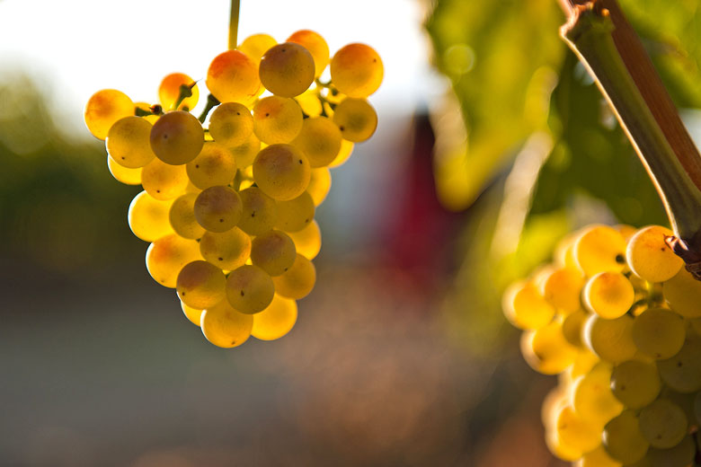 The Malvasia grape, Istria - photo courtesy of the Association of Winegrowers and Winemakers of Istria