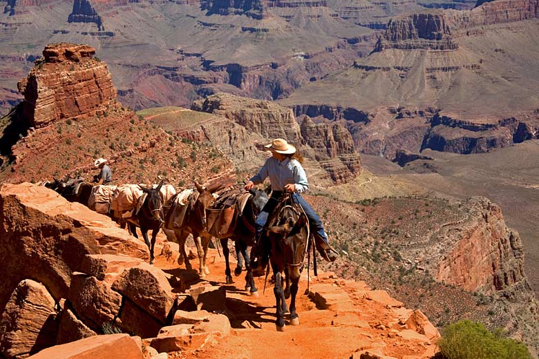 Mule train on the steep South Kaibab Trail, Grand Canyon © Andreas Edelmann - Adobe Stock Image