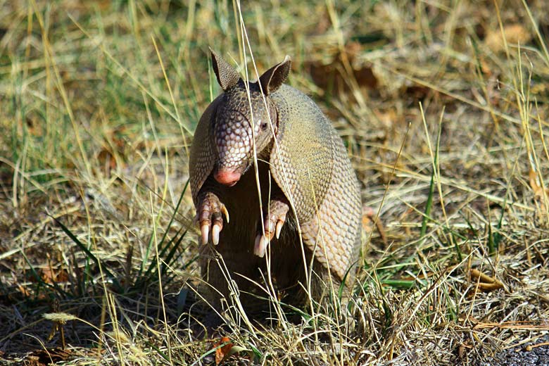 The termite-eating nine-banded armadillo - public domain image