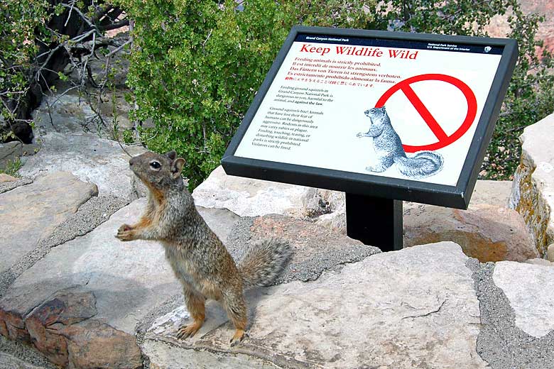 Watch out for Rock Squirrels - they bite! - photo courtesy of Grand Canyon NPS