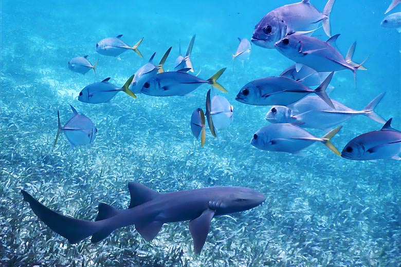 5 of the best sustainable experiences in Belize