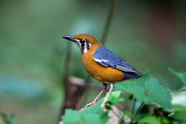 Orange-headed thrush in bird sanctuary near Cochin © Koshy Koshy - Flickr Creative Commons
