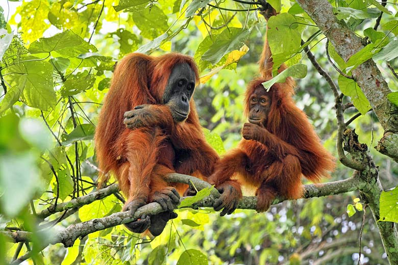 Orangutans in the wild of Mount Leuser National Park