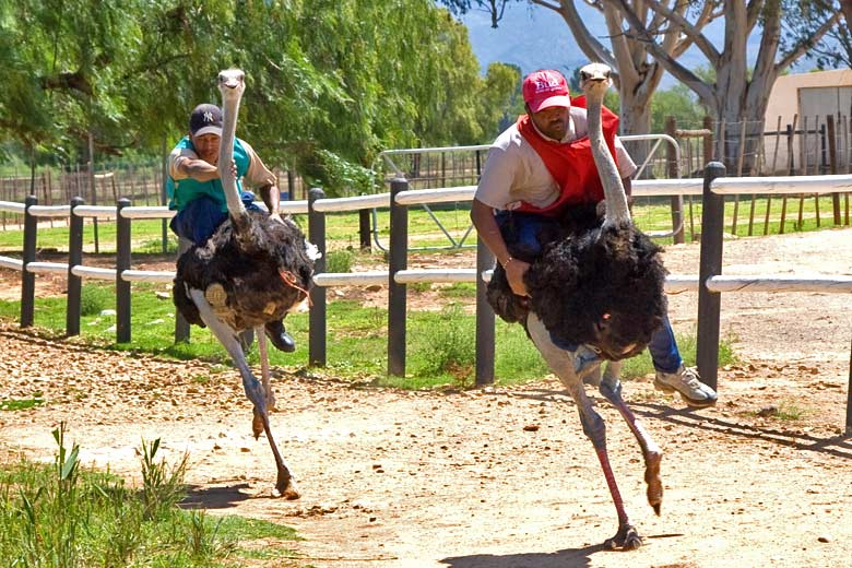 Ostrich riding demonstration © jomilo75 - Flickr Creative Commons