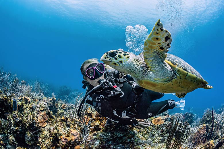 Turtle-watching on a reef in St Lucia © Neil Andrea