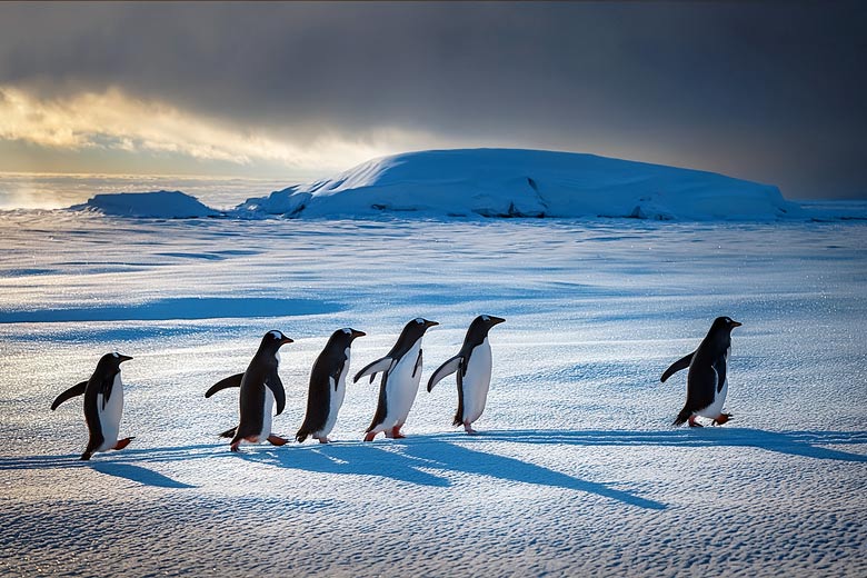 Spot penguins in Antarctica