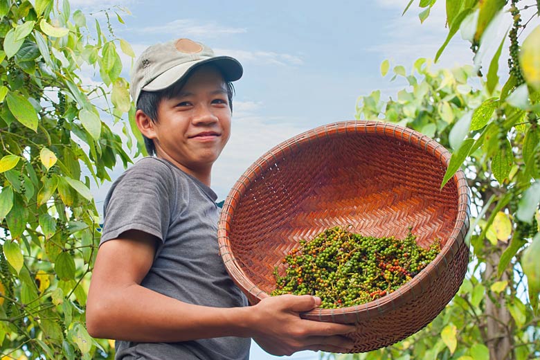 Phu Quoc is famous for its black pepper