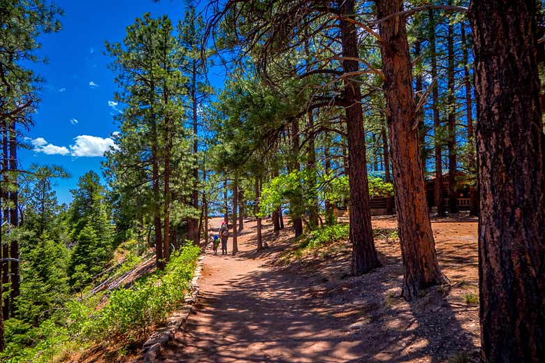 Trail through pine forest on the South Rim of the Grand Canyon