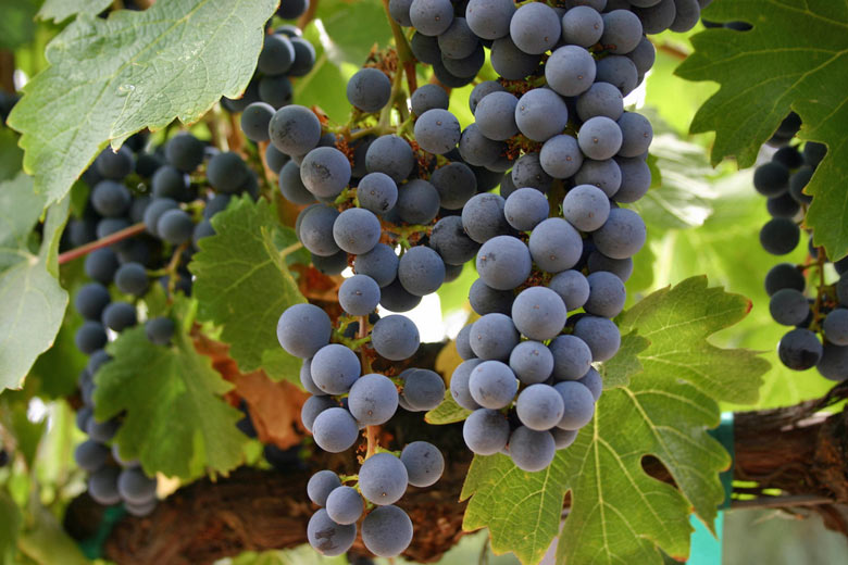 Pinot Noir grapes at Domaine Chandon
