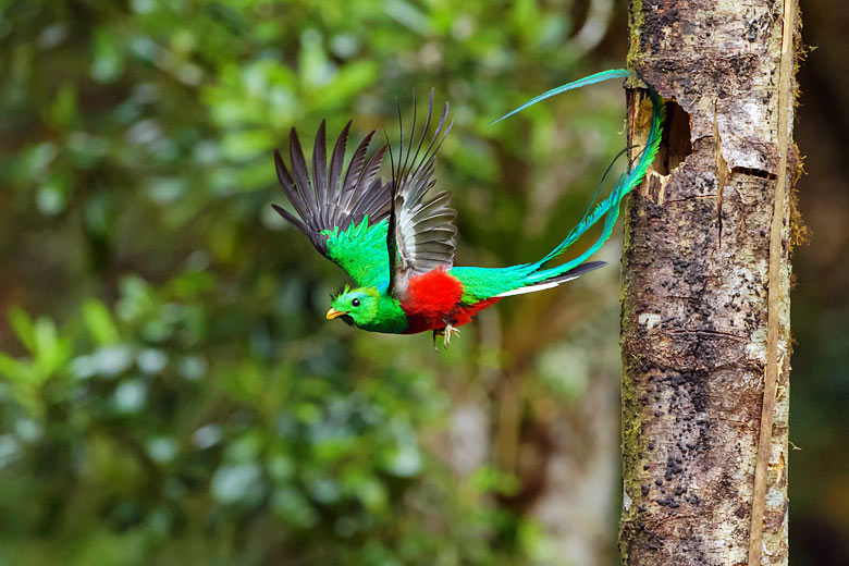 A colourful quetzal takes flight © Nino - Adobe Stock Image
