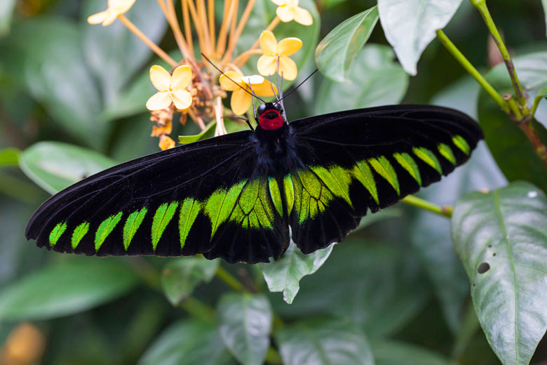 Rajah Brooke's Birdwing, the national butterfly © AnSchieber - Flickr Creative Commons