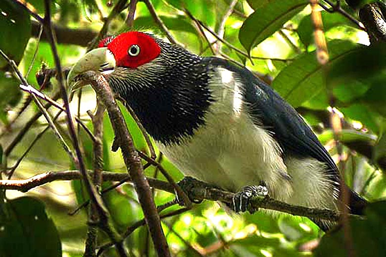 Red-faced Malkoha, found only in southwest Sri Lanka