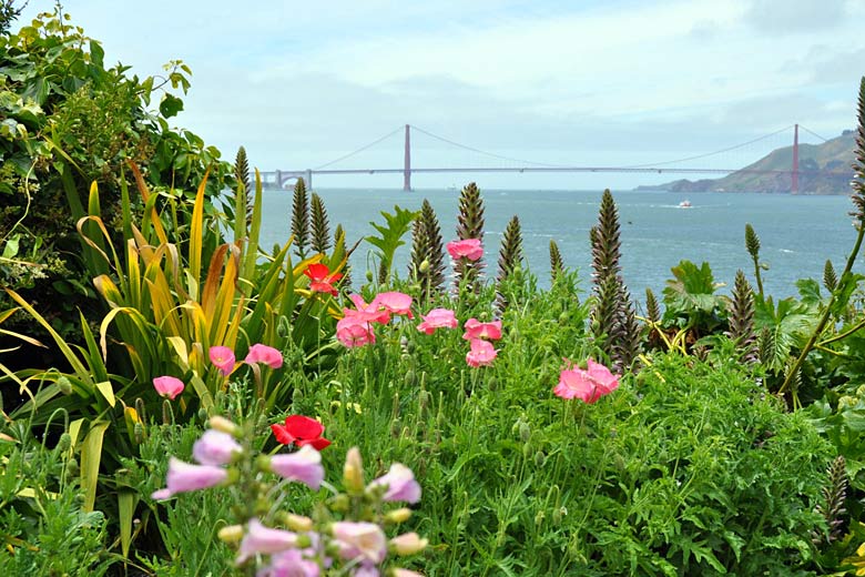 Discover recently-restored Alcatraz gardens © John Krzesinski - Flickr Creative Commons