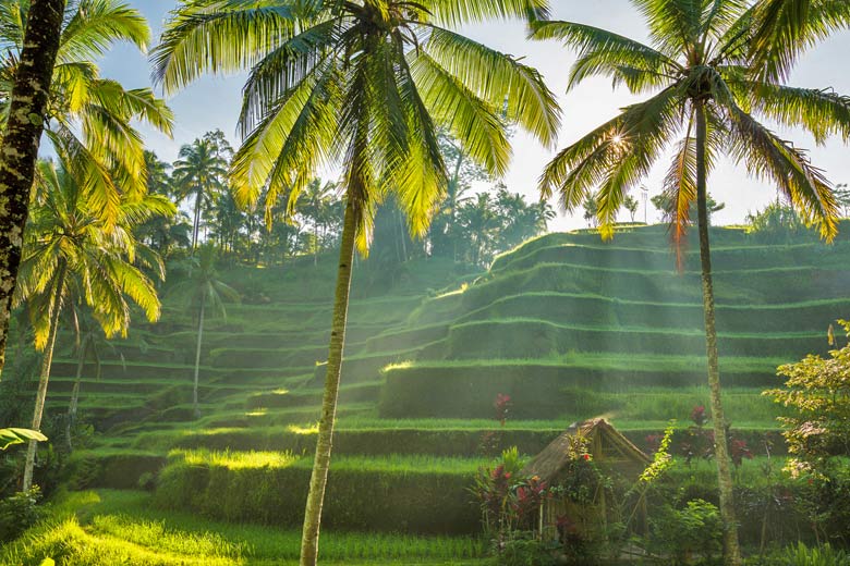 Rice terraces in Tegalalang, Bali