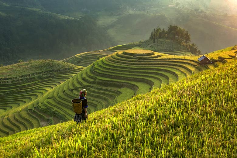 Rice terraces in the mountains of Lào Cai Province, Vietnam © Stveak - Adobe Stock Image