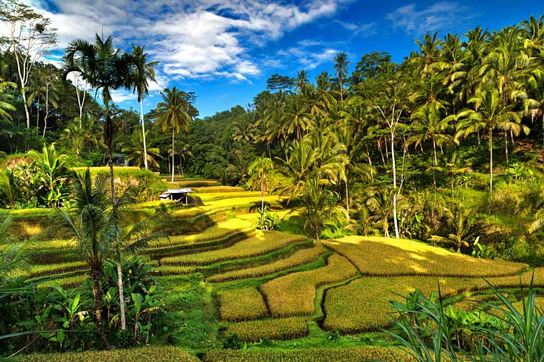 Rice terraces on the edge of a forest near Ubud, Bali © Daphnusia - Adobe Stock Image