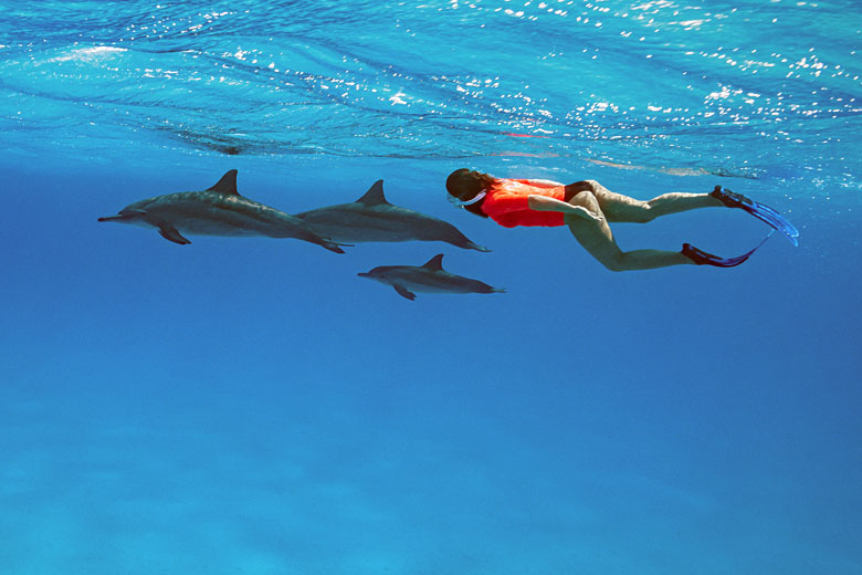 Swimming with dolphins in Egypt's Red Sea - Shaab Samadi © Subphoto - Adobe Stock Image