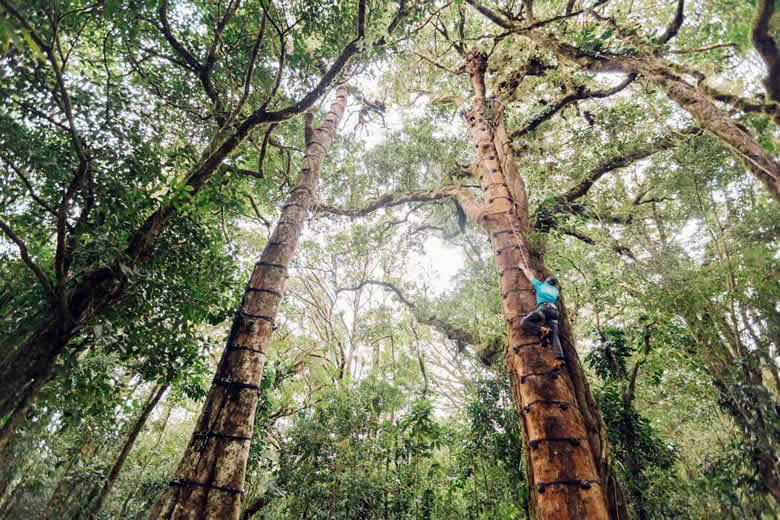 Getting to grips with tree climbing © Costa Rica Sky Adventures