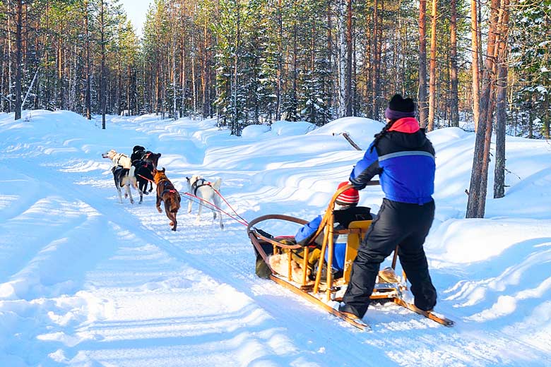 Gliding silently through the forest on a sled Gliding silently through the forest on a sled