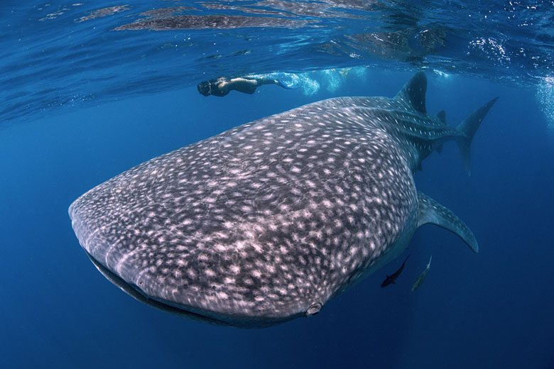 Snorkelling with a giant of the sea off Contoy Island, Cancun