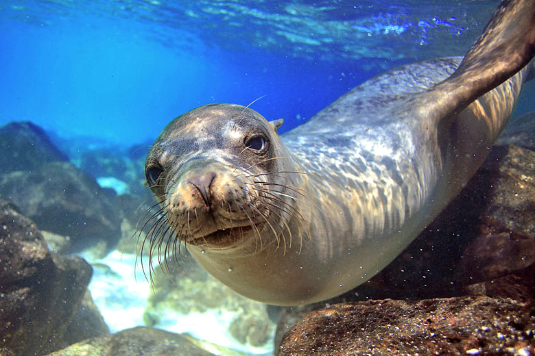 Snorkelling with sea lions in the Galapagos © Karlos - Fotolia.com