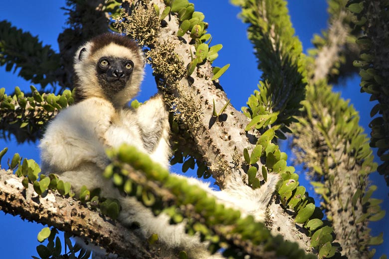 7 of the best wildlife tours for 2024/2025