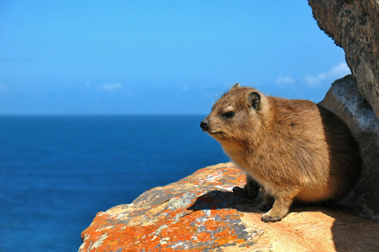 South African Rock Hyrax © Vilseskogen - Flickr Creative Commons