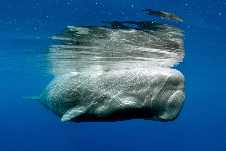 Swim with sperm whales off Dominica