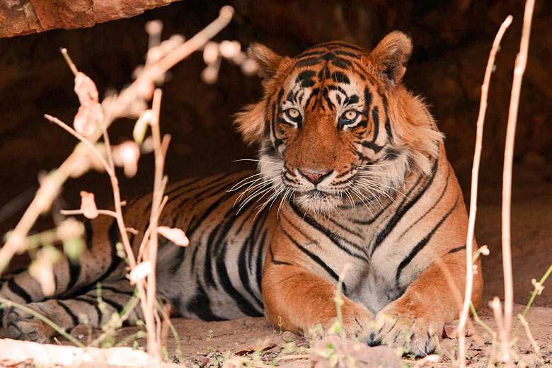 Tiger spotting in India © Alexandra Giese - Fotolia.com