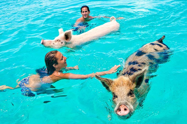 The famous swimming pigs of Exuma, Bahamas - photo courtesy of Sandals Resorts