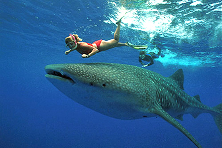 swimming with sharks in cancun mexico