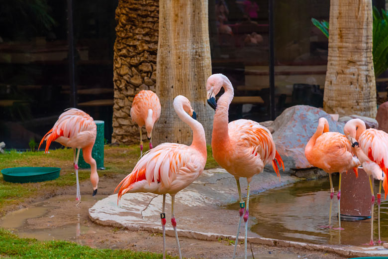 Happy flamingos at The Habitat, Flamingo Las Vegas Happy flamingos at The Habitat, Flamingo Las Vegas