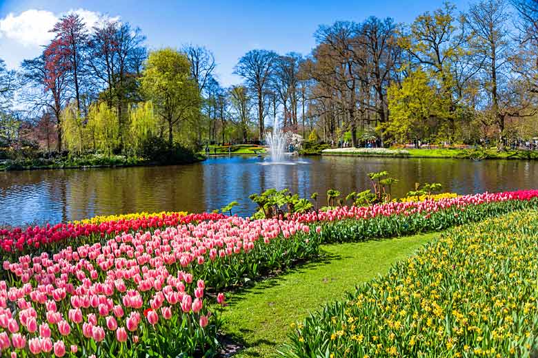 Tulips in Keukenhof Gardens, Amsterdam