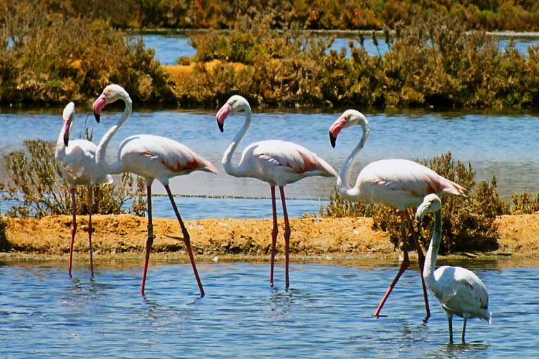 Undiscovered Algarve guide, Portugal - Flamingos in the wild © Roweromaniak - Wikimedia Commons