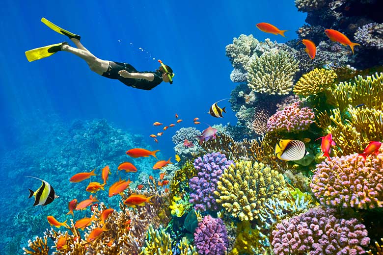 Snorkelling alongside a vibrant reef © Jan Wlodarczyk - Alamy Stock Photo