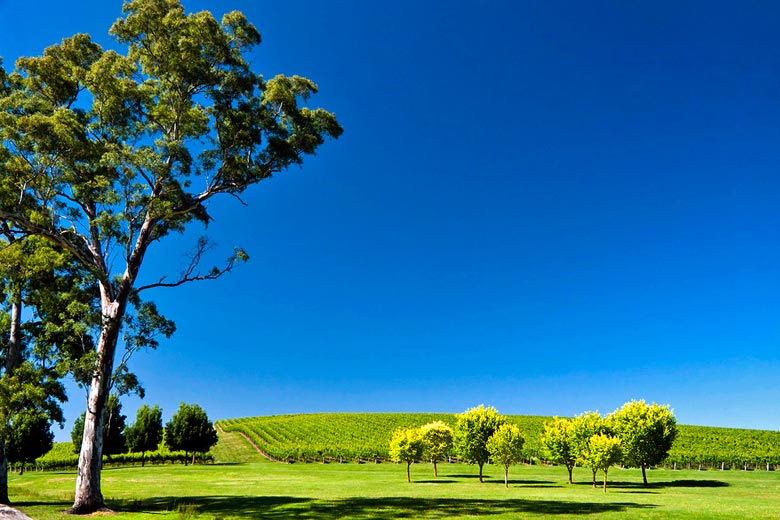 Vineyard in the Adelaide Hills
