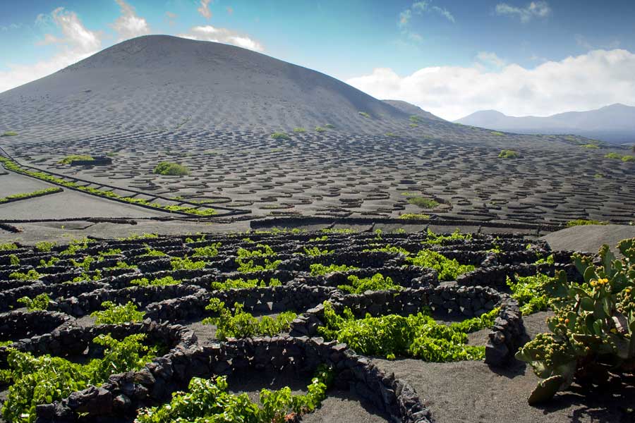 Vineyard in volcanic landscape, Lanzarote