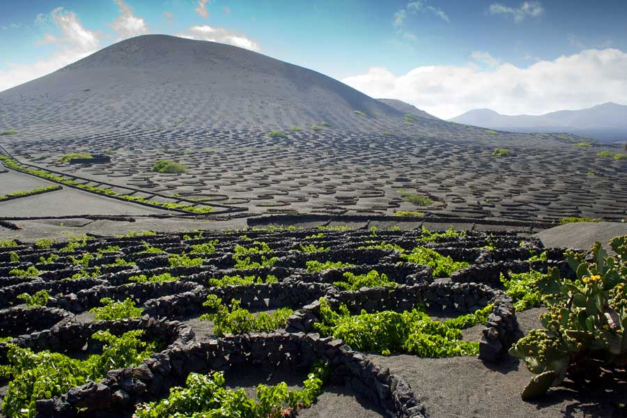 The unusual vineyards of Lanzarote © Quatte - Dreamstime.com