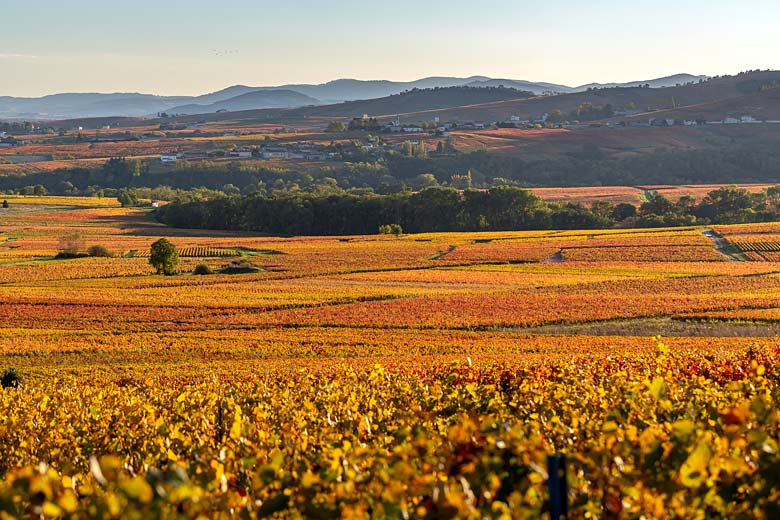 Autumn colours in the vineyards of Beaujolais