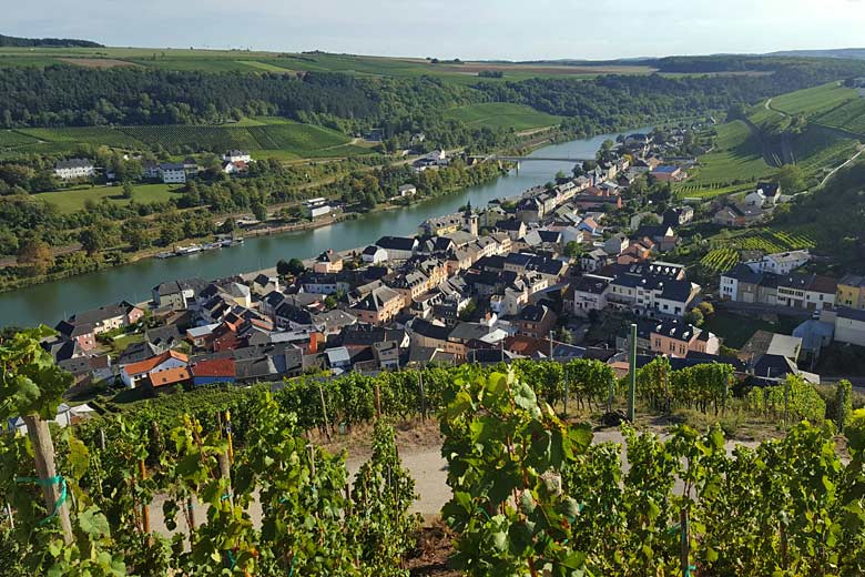 Vineyards along the banks of the Moselle River, Luxembourg