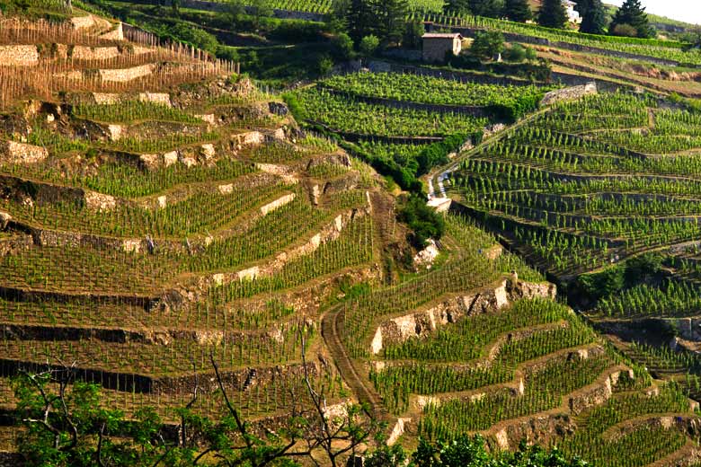 Steep terraced vineyards in the Rhône Valley © X. Pages - courtesy of Vienne Tourism