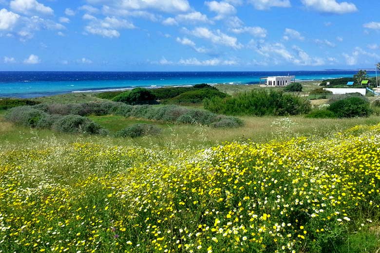 Walking in Menorca, wild flowers in the spring © Paul Seligman - Flickr Creative Commons
