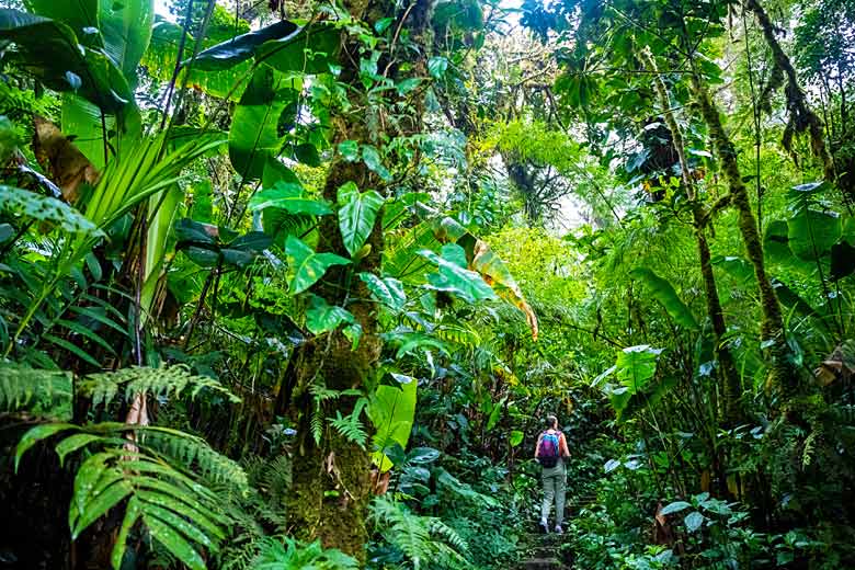 Exploring Monteverde Cloud Forest Biological Reserve © Jakub - Adobe Stock Image