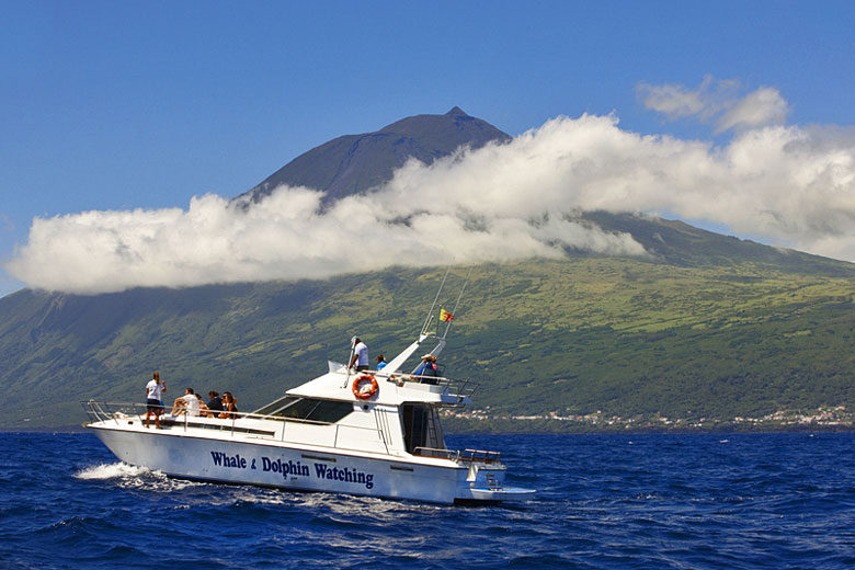 Whale and dolphin watching off Pico Island, Azores