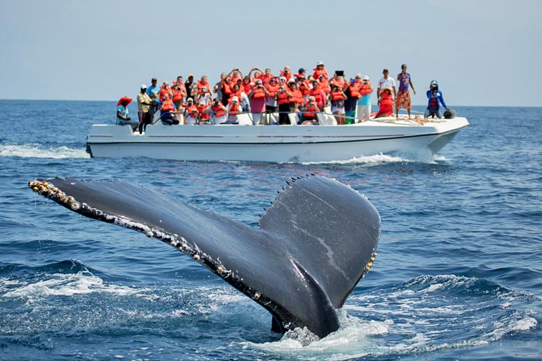 Go whale-watching in Samana Bay