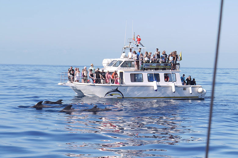 Go whale-watching off Tenerife Go whale-watching off Tenerife
