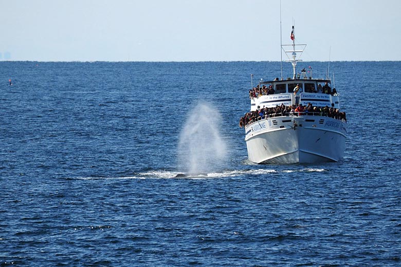 Whale watching off Boston in the summer sunshine