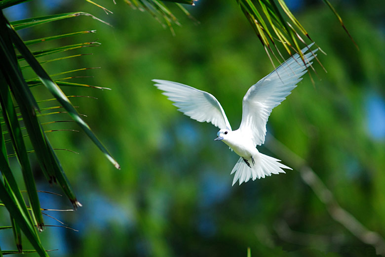 White Tern, a frequent visitor to all the islands © Raymond Sahuquet - courtesy of Seychelles Tourism Board